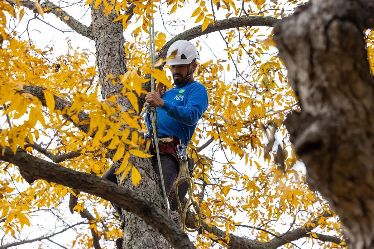 Skilled Tree Planting crew working in Hoosick Falls